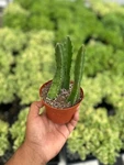 Lifesaver Huernia Zebrina, Confusa Phillips, Starfish Stapelia Plant 4 Pot. Fixed Price $29.99.