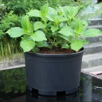 1/2/3/5/7/10/15/20 Gallon 10PCS Plastic Nursery Pots Garden Plant Flower. Fixed Price $79.99.