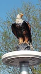 Flagpole Eagle On Display Topper Finial Ball Hand Painted Usa Realistic Lifelike. Fixed Price $84.50.