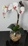 Nearly Natural 1277-WH Mini Phalaenopsis With Fluted Vase Silk Flower Arrangemen. Fixed Price $35.99.