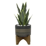Flora Bunda Faux Succulent In Black & Gold Ceramic Pot On Wood Stand, 12" Tall. Fixed Price $42.69.