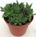 Crassula Miniature Succulent Jade Tiger Easy To Grow Indoors Live Plant 2.5" Pot. Fixed Price $11.95.