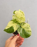 Epipremnum Japanese Global Pothos Rare Variegated Indoor Plant. Fixed Price $85.00.
