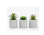 Mainstays 3-PIECE Succulent Set Gray Cement Planters. Fixed Price $62.55.
