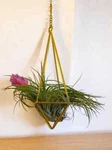 Hanging Geometric Air Plant Holder Modern Display With Live Tillands. Fixed Price $8.99.