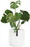 Fox & Fern Flower Pot, 10 Inch Pots, White Planters For Indoor Plants,.... Fixed Price $40.00.