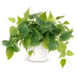 Faux Indoor Ceramic Pot, Threshold Pothos Small Fake Plants New. Fixed Price $17.59.