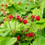 Wild Strawberry Plant 3-6" Tall 3" Pot Sweet Alpine For Garden. Fixed Price $12.99.