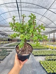 Jade Portulacaria Bonsai Dwarf Plant Live Indoor & Outdoor Succulent. Fixed Price $33.94.