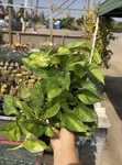 Global Green Epipremnum Indoor/ Outdoor Healthy Live Plant- 03 Unroot Cutting. Fixed Price $14.99.