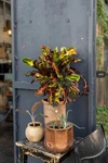 Croton 'mammy' Live Houseplant Colorful Bright Indoor Free Shipping. Fixed Price $23.99.