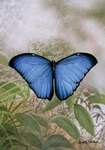 Toland Home Garden Blue Morpho 12.5 X 18-IN Decorative Usa-produced Flag. Fixed Price $12.00.