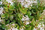 Live Jade (crassula Ovata) 5" Tall 2"POT Succulent Indoor Houseplant. Fixed Price $19.99.